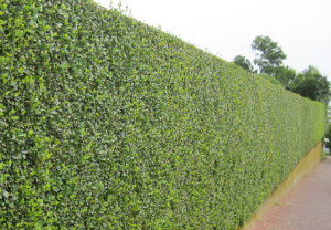 hedge-cutting-maintenance-peckham